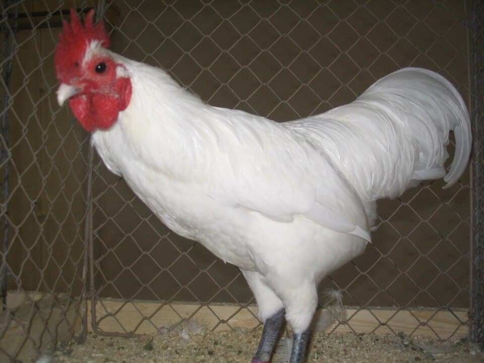 Chicken photo