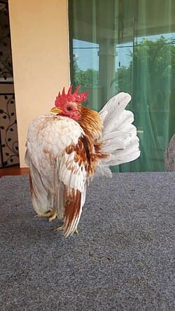 Chicken photo