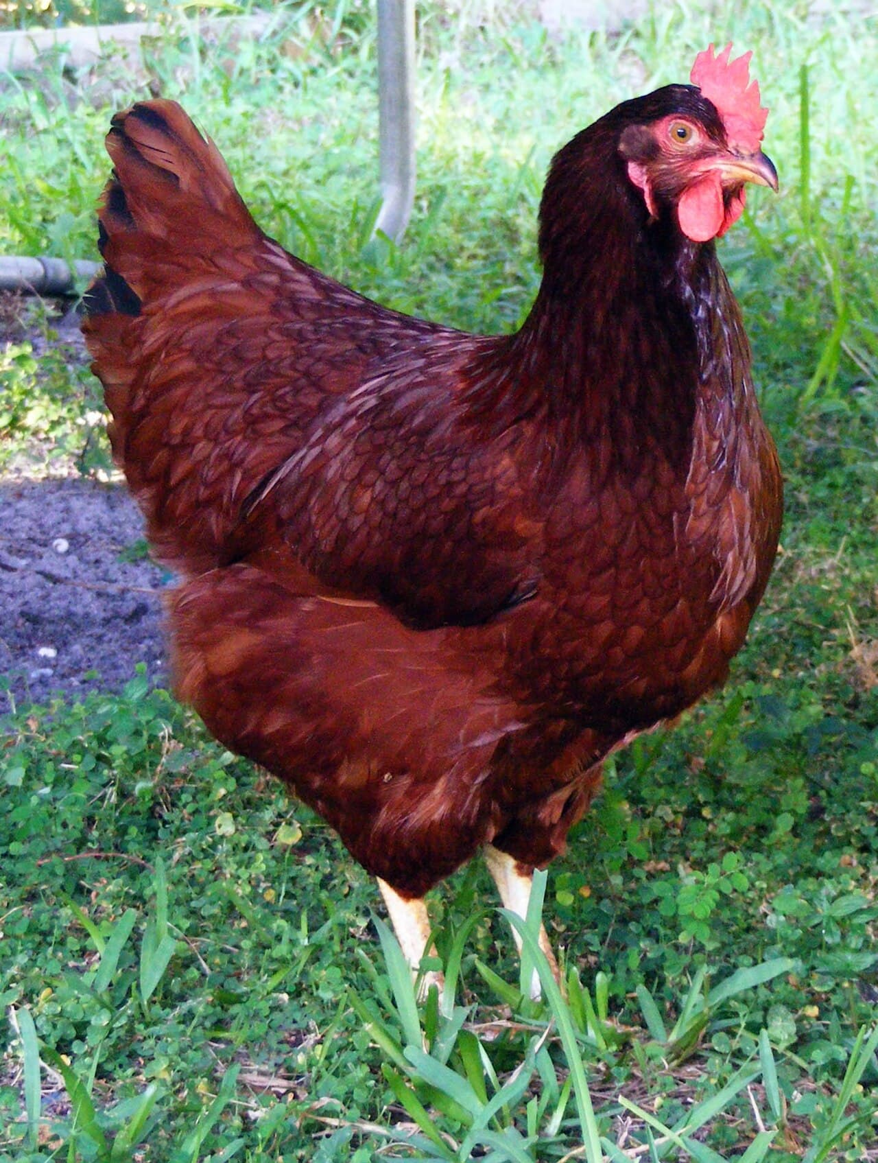 Hen