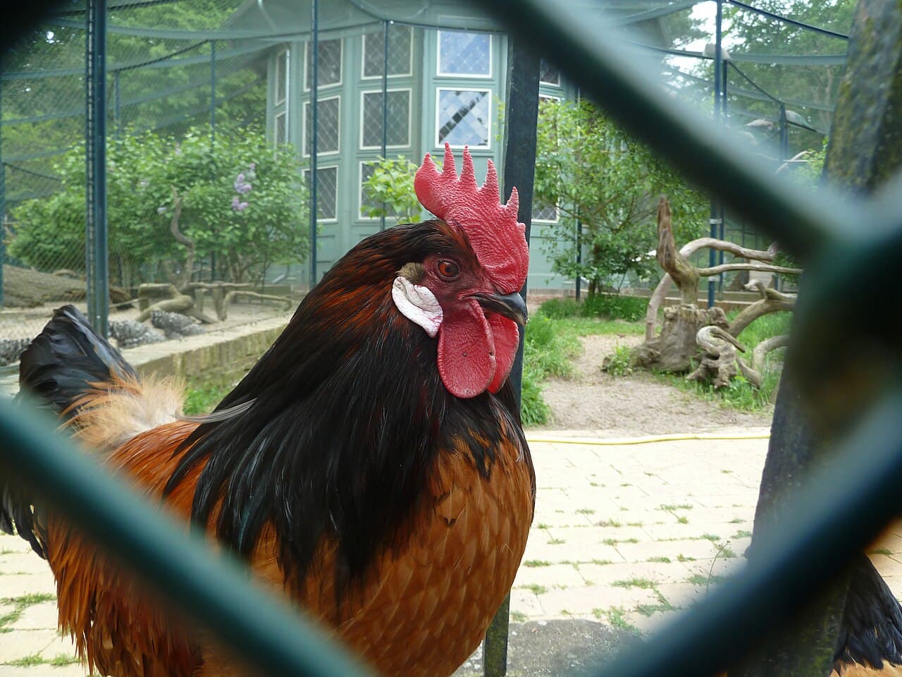The rooster has a similar plumage as the hen