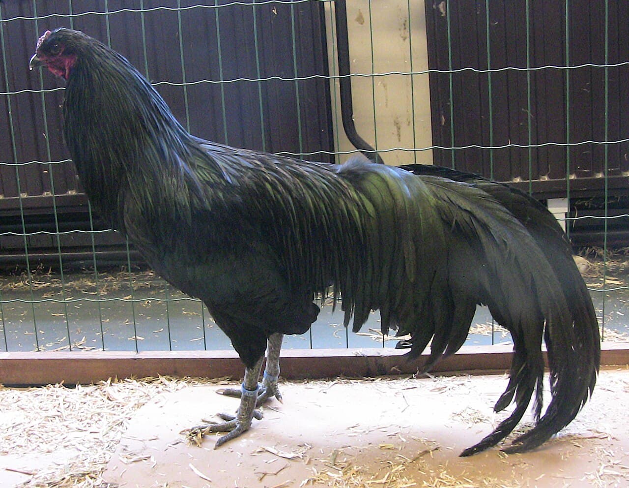 Sumatra cock