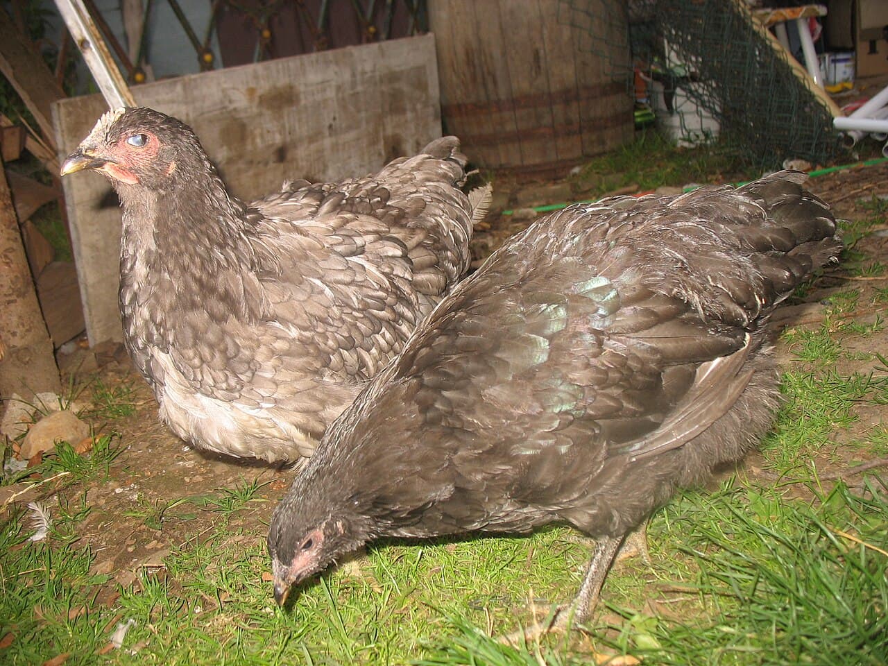 Pullets