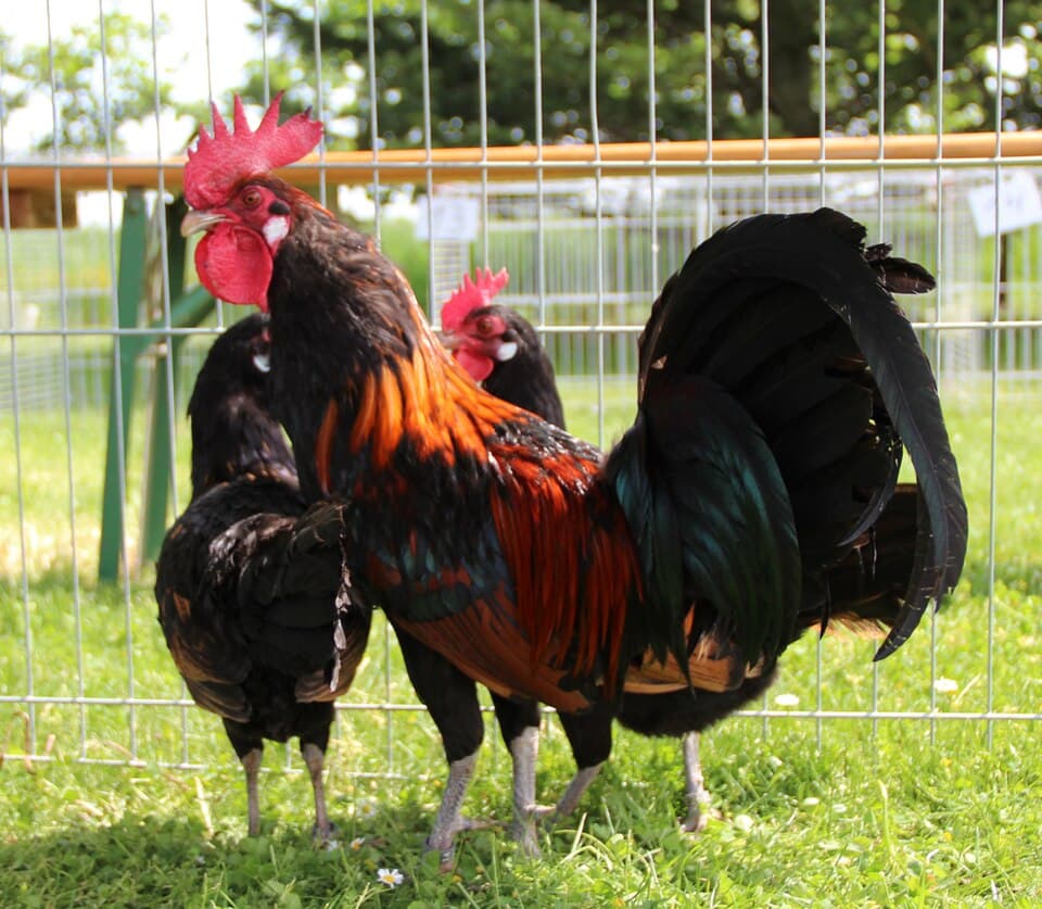 Bantam cock and hens