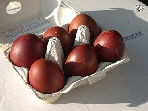 Marans eggs