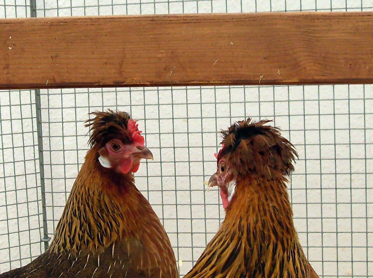 Two Styrian Hens with a characteristic rich tassel (tuft)
