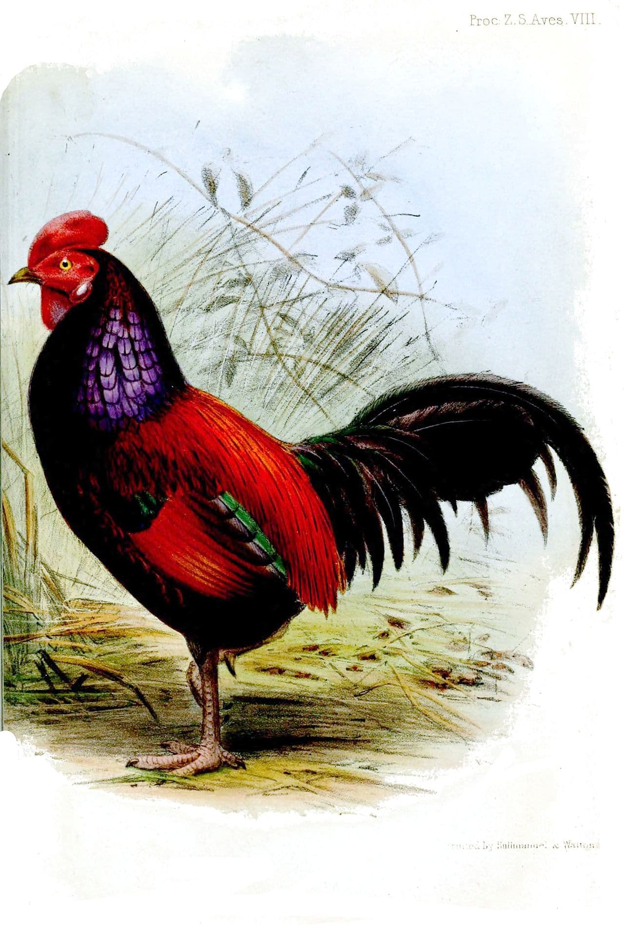 æneus-type Ayam Bekisar