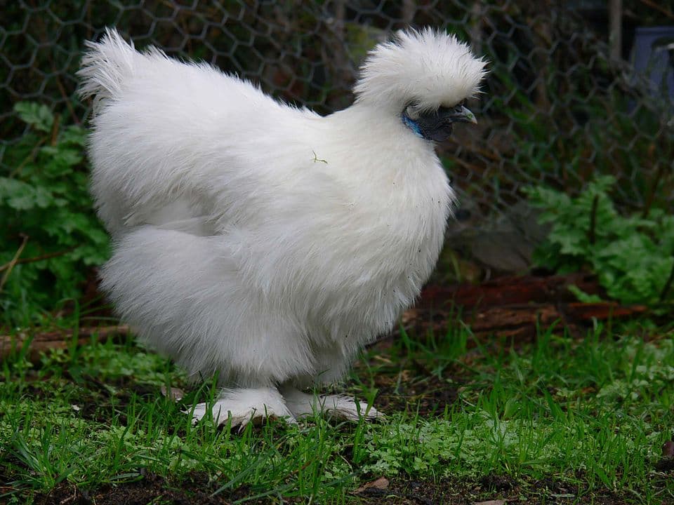 Silkies: Fluffy Chickens with Unique Genetics