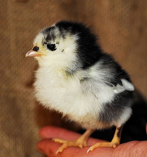 Australorp