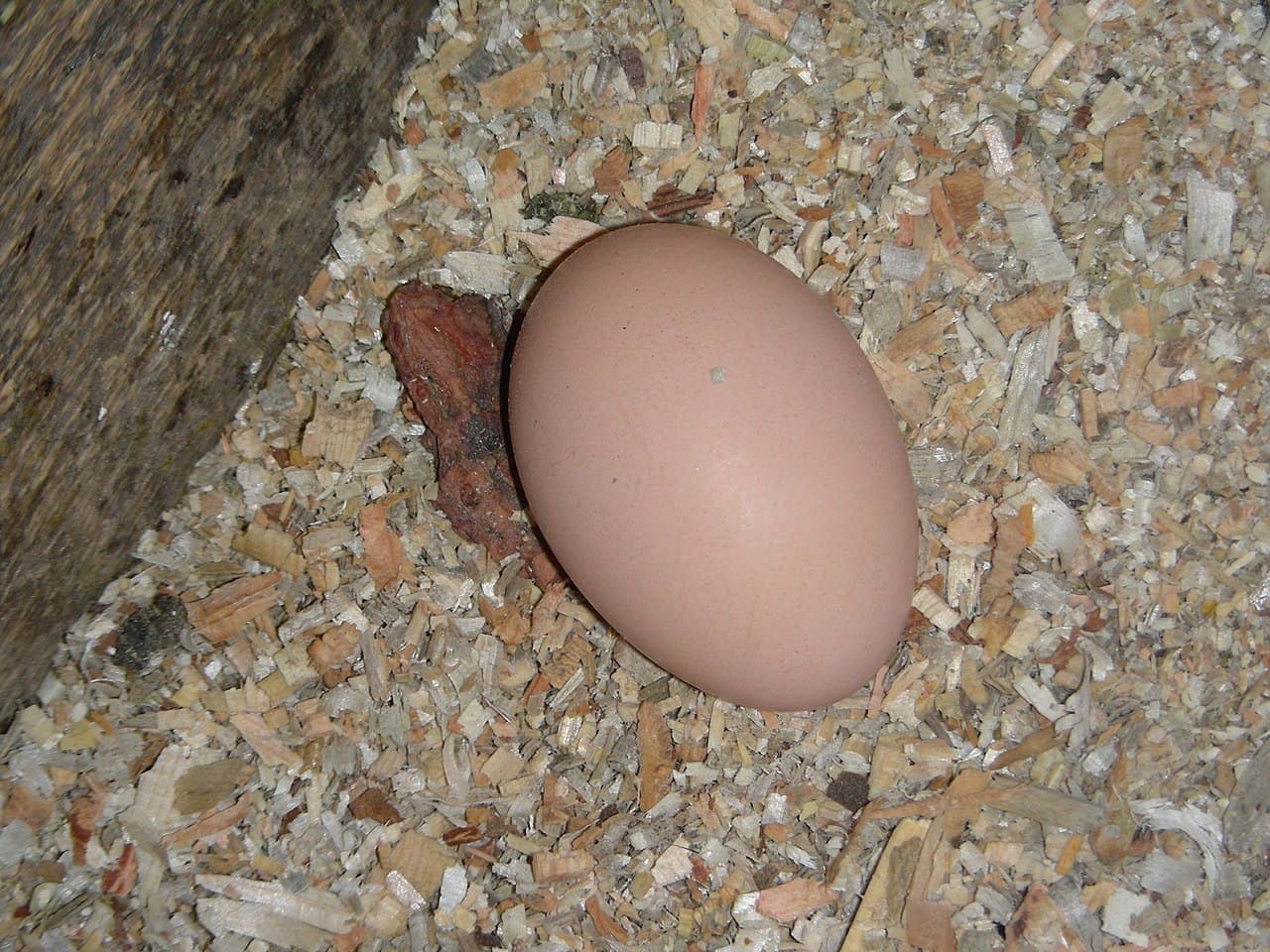 Egg