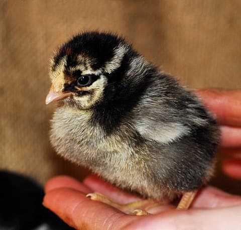 Silver-laced chick, three days old