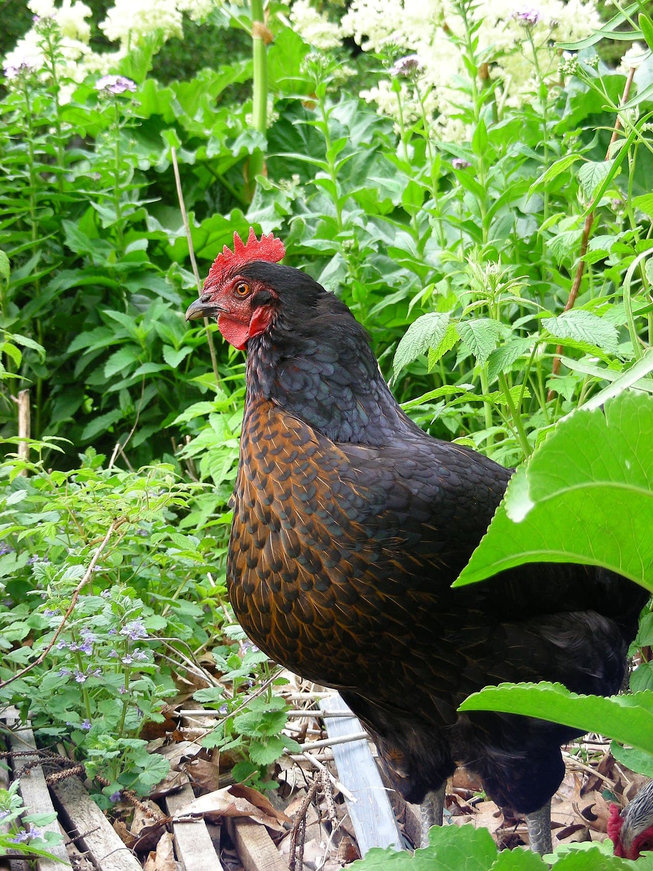 A black sex-link hen