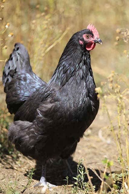 Australorp chicken standing in grass