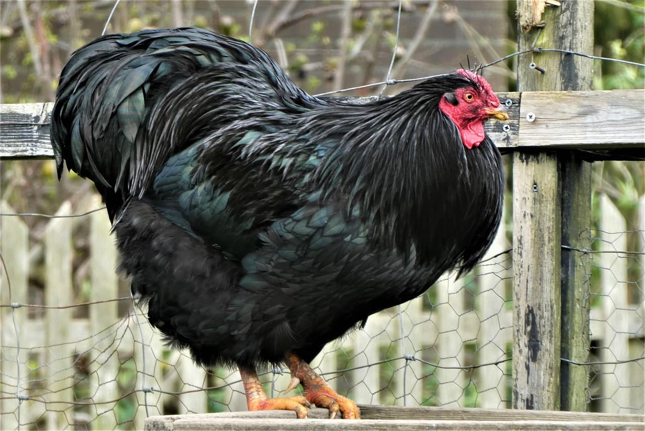 Australorp hen next to brown eggs