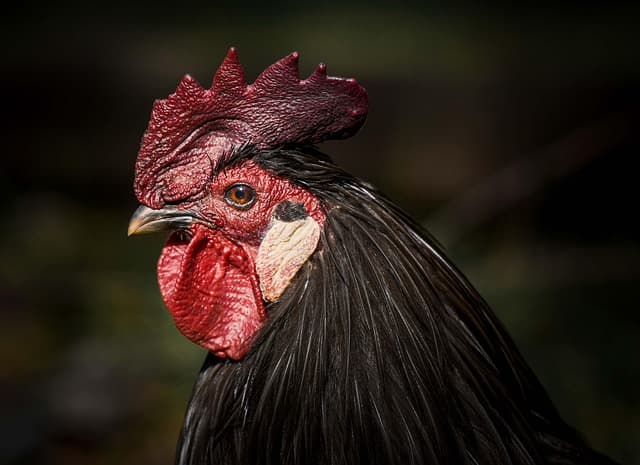 Australorp flock in a backyard setting