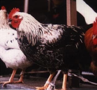 A Yurlov Crower male, of a silver variety. Moscow Bird's Market, Russia