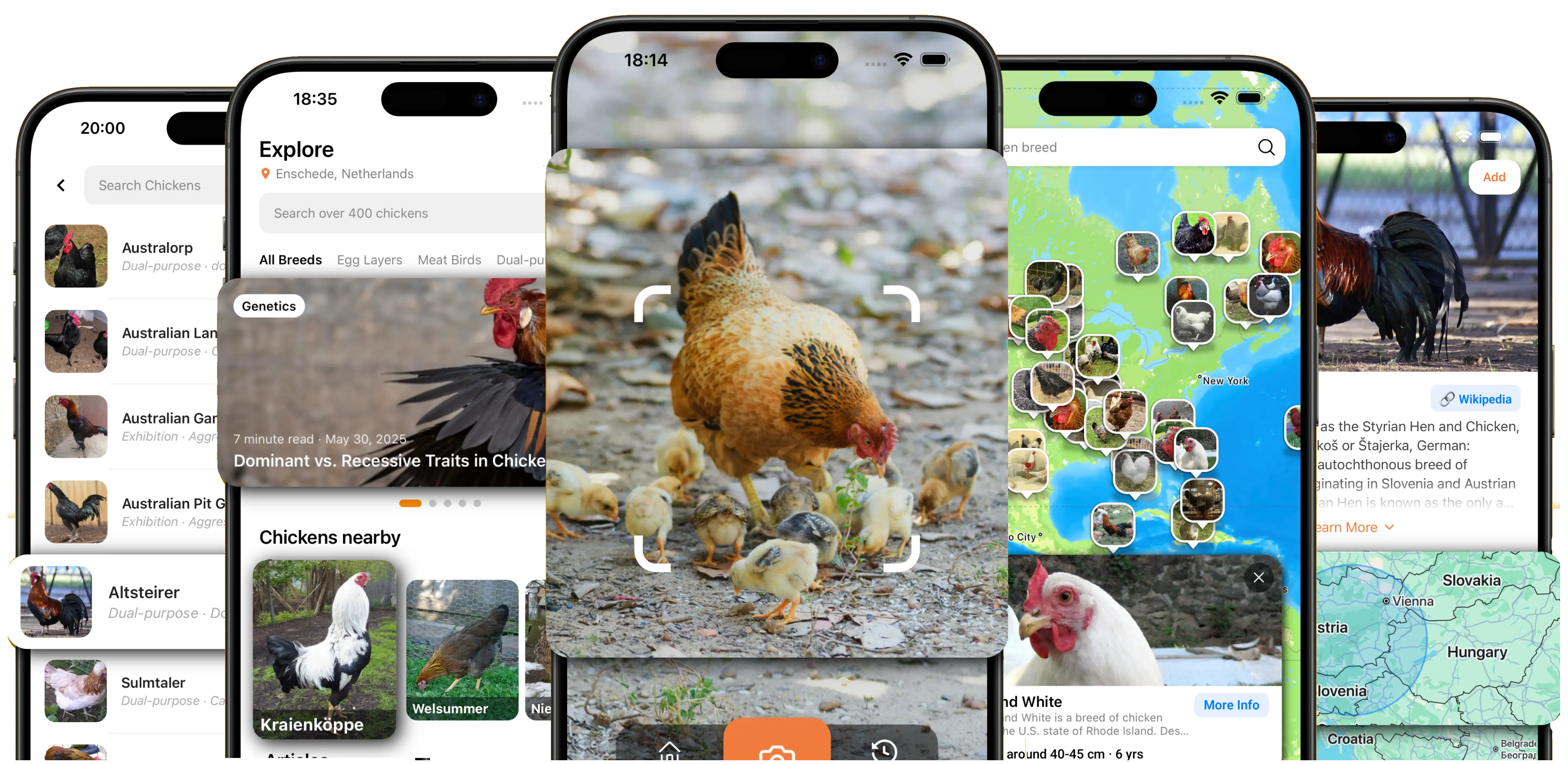 RoostScan app preview showing chicken breed map and interface